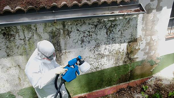 Top rated local Mold Remediation specialists in Bellevue, PA